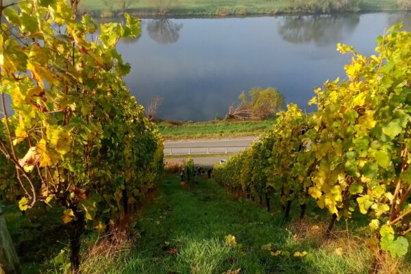 IMG_20211029_110132_228